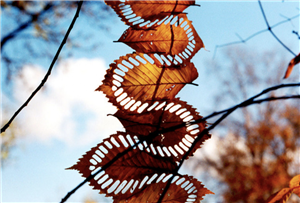 Walter Mason cut leaves 